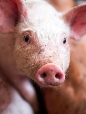 Çiftlikteki domuz, domuz domuz