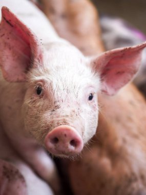 Çiftlikteki domuz