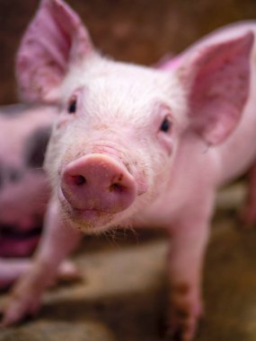 a closeup shot of a cute little pig