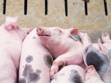 Bir grup domuz çiftlikte uyuyor. Görüntü, hayvan refahı, dinlenme, domuz yetiştirme ve tarımsal çevre ile ilişkilidir.