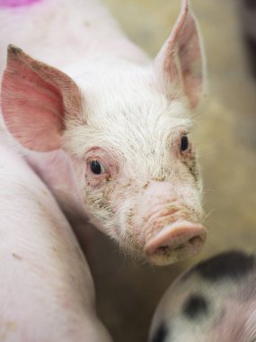 Çiftlikteki kafeste bir domuzun yakın çekimi.