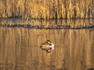 Sudaki küçük bir kuş.