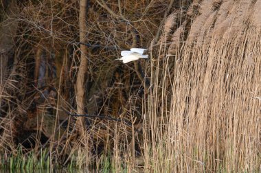beyaz balıkçıl (egretta garzetta )