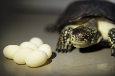 Demale kaplumbağa sürüngeni ve izole edilmiş yumurtalar.