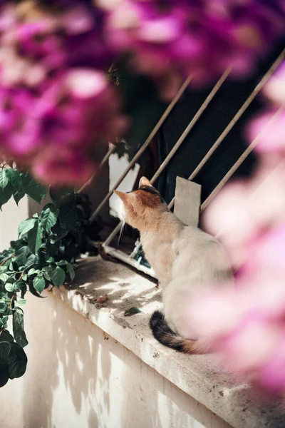 Gatto Senzatetto Adorabile Sulla Strada Istanbul Turchia — Foto Stock