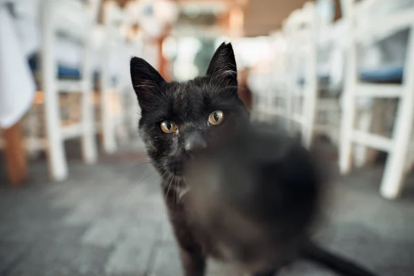 Sans Abri Adorable Chat Dans Rue Istanbul Turquie — Photo