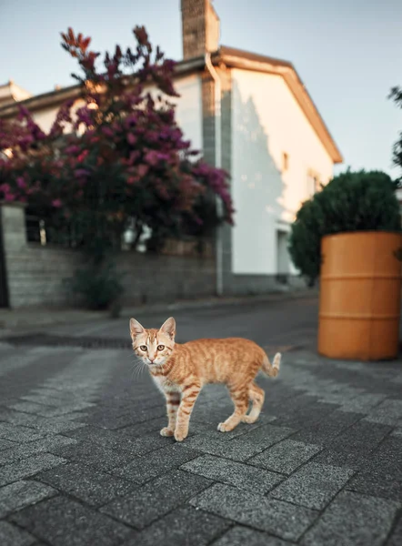 Gato Adorável Sem Teto Rua Istambul Turquia — Fotografia de Stock