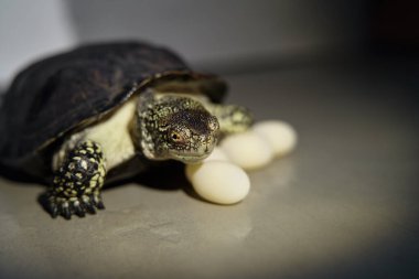 Demale kaplumbağa sürüngeni ve izole edilmiş yumurtalar.