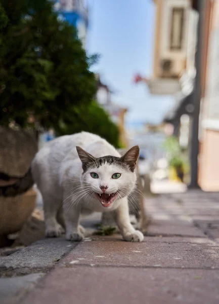 Gato Adorável Sem Teto Rua Istambul Turquia — Fotografia de Stock
