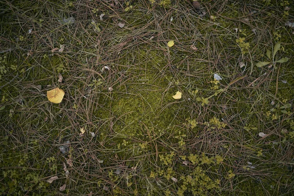 Bovenaanzicht Van Close Dennenherfst Bos Gebladerte Bosbodem Van Dichtbij — Stockfoto