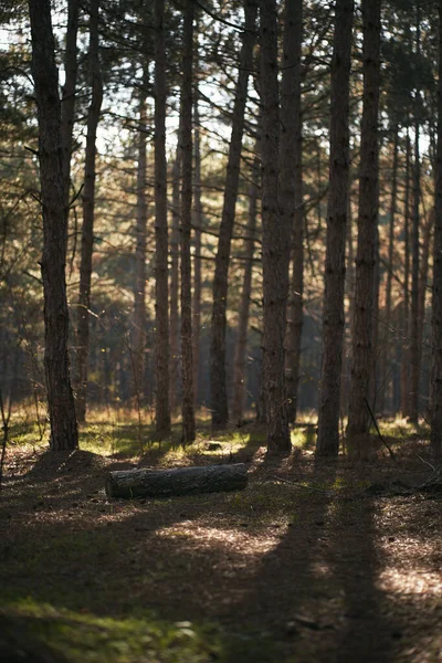 Paesaggio Atmosfera Foresta Autunnale — Foto Stock