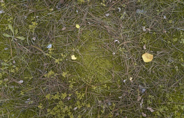 Draufsicht Auf Nahaufnahme Kiefer Herbst Wald Laub Waldboden Hautnah — Stockfoto