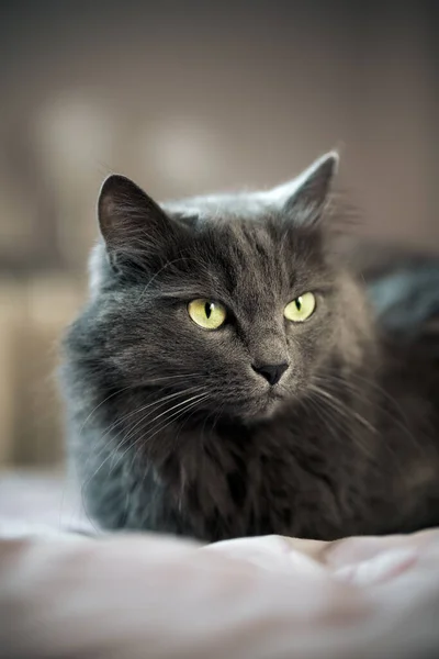 Высококачественный Портрет Длинноволосой Домашней Кошки Зелеными Глазами — стоковое фото