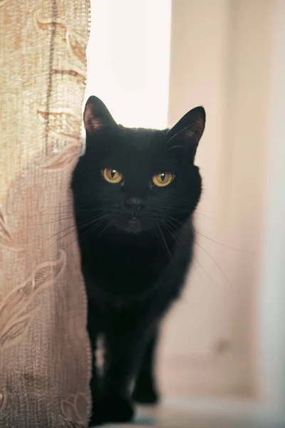 Gato Preto Com Olhos Grandes Olha Diretamente Para Câmera Gato — Fotografia de Stock