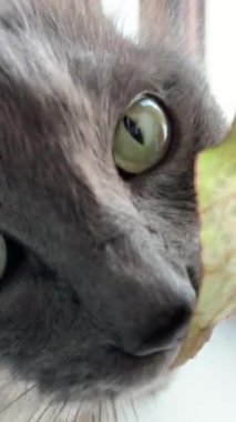 Ev bitkilerinin yakınındaki bir kediye yakın.