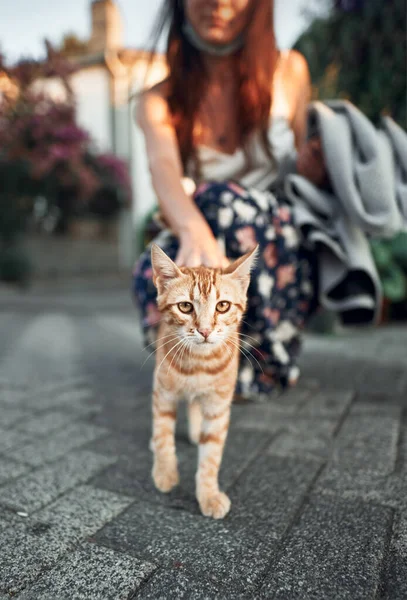 Portrait of street cat. Woman is petting orange kitten on the street during summer evening