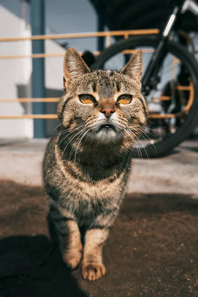 Gros Plan Portrait Détaillé Chat Errant Aux Yeux Verts Levant — Photo