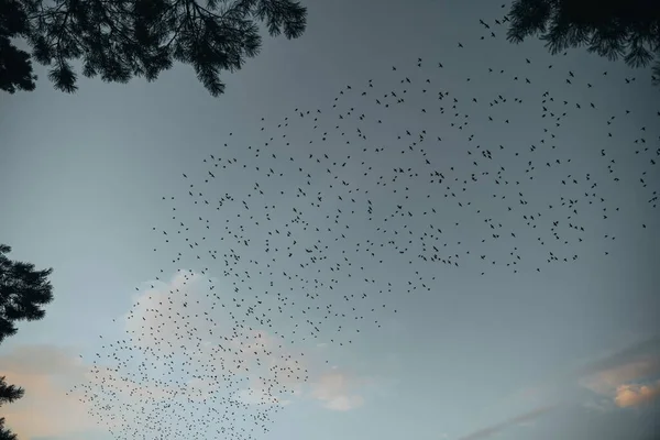 Murmures Étourdissants Grand Troupeau Étourneaux Vole Coucher Soleil Dans Forêt — Photo