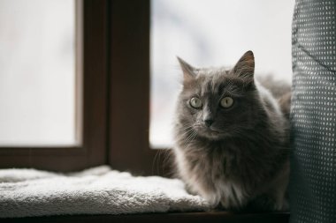 Gri kedi modern evin içindeki ahşap pencere pervazında dinleniyor. Kedi uyuyor. İyi koşullarda yaşayan ev kedisi konsepti