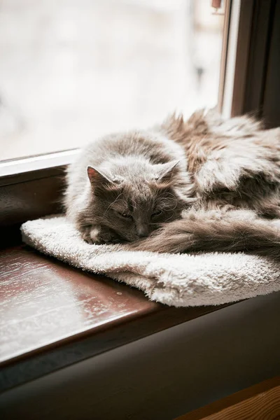 灰蒙蒙的家猫躺在木窗台上 家庭舒适和休闲概念 — 图库照片