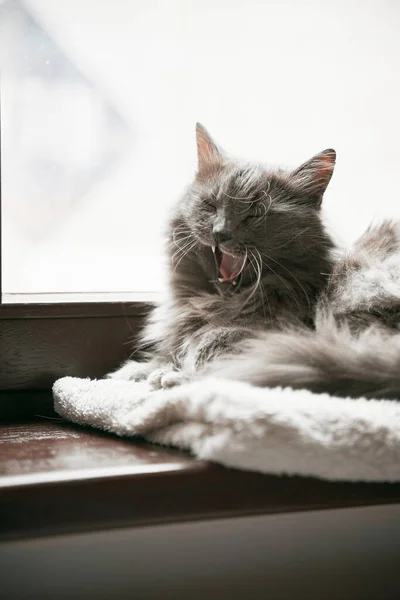 Gato Doméstico Cinza Está Deitado Peitoril Madeira Conceito Conforto Lazer — Fotografia de Stock