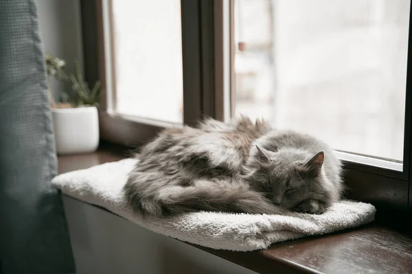 Chat Gris Repose Sur Rebord Fenêtre Bois Dans Intérieur Maison — Photo