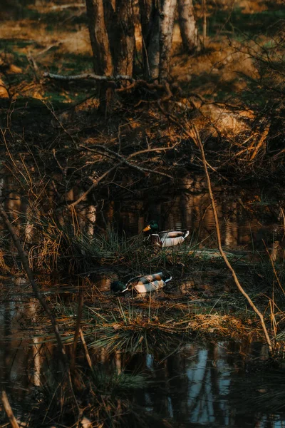 Ducks Swimming Forest Pond Birds Peaceful Nature — Stock Photo, Image