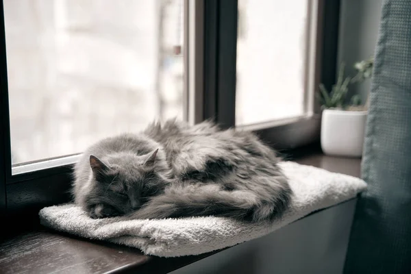 灰猫正在现代房屋内部的木制窗台上休息 猫在睡觉家猫在良好条件下生活的概念 — 图库照片