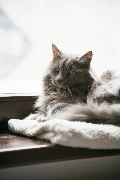 Gato Doméstico Gris Está Acostado Alféizar Madera Hogar Comodidad Concepto — Foto de Stock