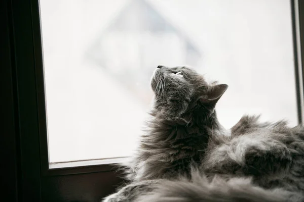 Gato Doméstico Cinza Está Deitado Peitoril Madeira Conceito Conforto Lazer — Fotografia de Stock