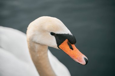 Dilsiz kuğunun yakın çekimi. Yüzen kuşun detaylı gözleri, tüyü ve gagasıyla makro görüntüsü..
