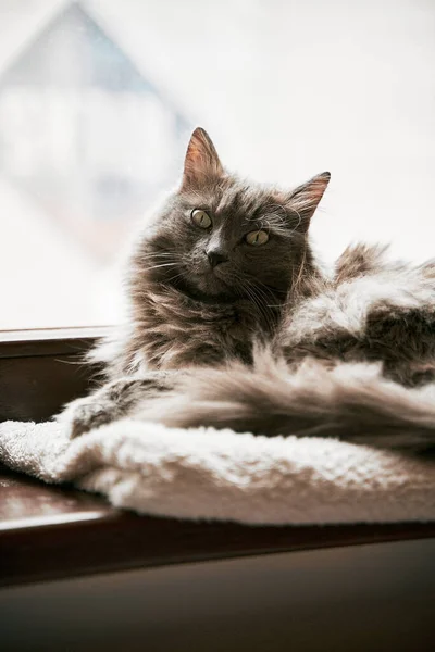 Γκρι Γάτα Είναι Ξαπλωμένη Στο Ξύλινο Περβάζι Αρχική Έννοια Άνεση — Φωτογραφία Αρχείου