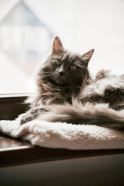 Gato Doméstico Cinza Está Deitado Peitoril Madeira Conceito Conforto Lazer — Fotografia de Stock