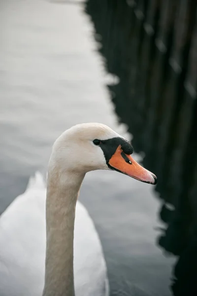 Nahaufnahme Foto Des Stummen Schwans Makroaufnahme Eines Schwimmvogels Mit Detaillierten — Stockfoto