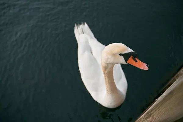 Němá Labuť Plave Jezeře Pozorování Ptáků Evropě Vodní Pták Jezeře — Stock fotografie