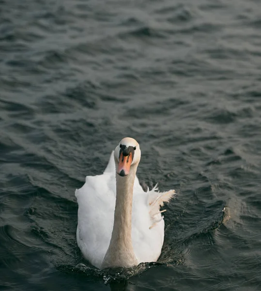 Němá Labuť Plave Jezeře Pozorování Ptáků Evropě Vodní Pták Jezeře — Stock fotografie