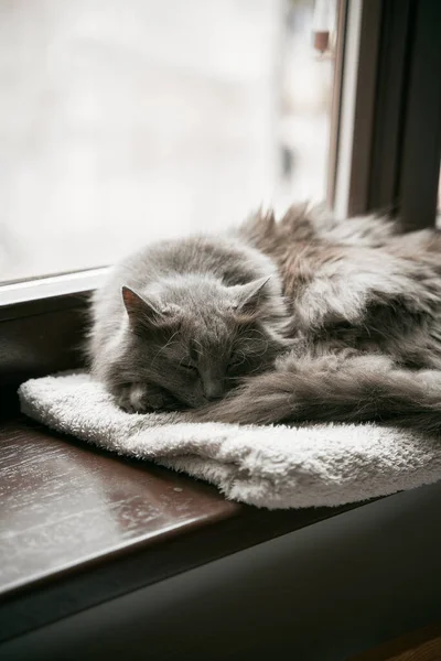 Gato Gris Está Descansando Alféizar Ventana Madera Interior Casa Moderna —  Fotos de Stock