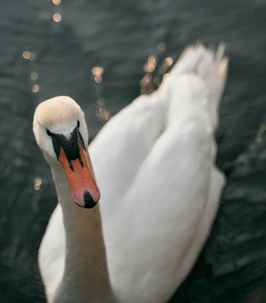 Bílý Plavecký Pták Klidném Baltském Moři Klidný Romantický Koncept Dovolené — Stock fotografie