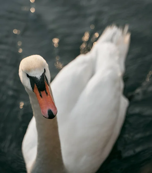 White swimming bird on the calm Baltic Sea. Calm and romantic concept of the vacation.