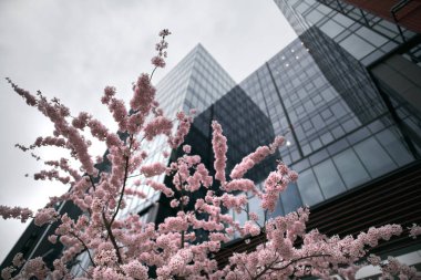 İlkbaharda Sakura çiçekleri kapanır. Şehir merkezi ve doğa güzelliği konsepti.