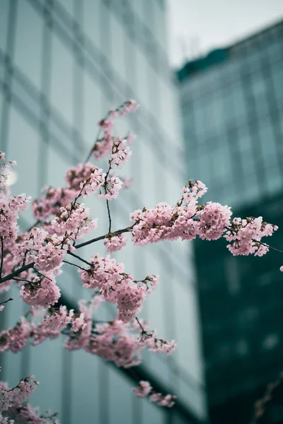 Tavasszal Közel Sakura Virágokhoz Belváros Város Természet Szépség Koncepció — Stock Fotó