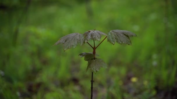 Απομονωμένο δενδρύλλιο σφενδάμνου στο δάσος κατά τη βροχή — Αρχείο Βίντεο