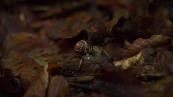 Caracol na folhagem do solo na floresta. brotação macro de — Vídeo de Stock