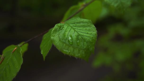 Πράσινα φύλλα με σταγόνες νερού. Wet πράσινο breech άδεια κοντά — Αρχείο Βίντεο