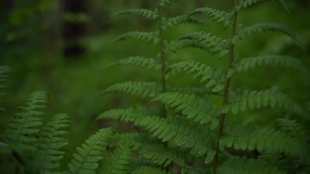 Folhas de samambaia na floresta — Vídeo de Stock