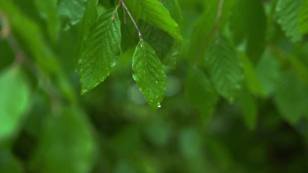 Gocce di pioggia su una foglia verde. foglie podaliche durante il tempo piovoso in giardino — Video Stock