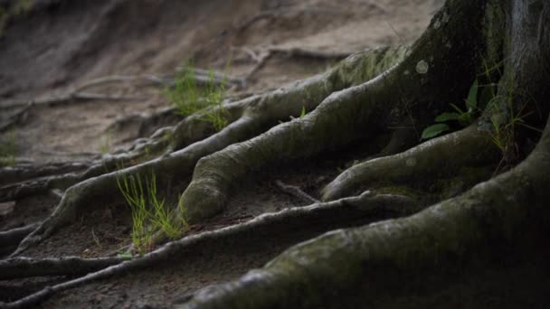 Wurzelsystem auf dem Boden mit etwas Gras. Baumstamm mit Moos — Stockvideo