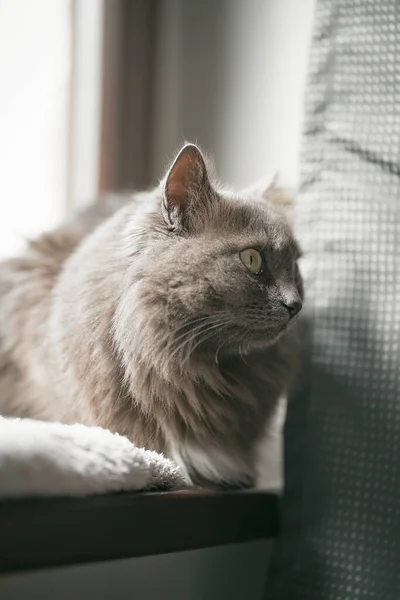 灰猫正在现代房屋内部的木制窗台上休息 猫在睡觉家猫在良好条件下生活的概念 — 图库照片