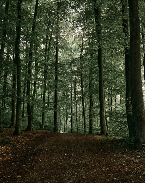 Espeluznante Oscuro Sendero Forestal Ningún Hombre Foto Del Camino Del — Foto de Stock