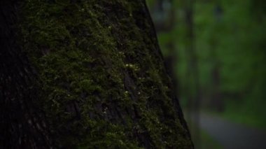 Yosun kaplı ağaç. Ormanda yosun tutmuş bir tunk.